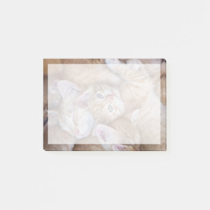 Cutest Baby Animals Orange Kitten Pile Post-it Notes