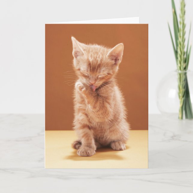Cutest Baby Animals | Orange Tabby Kitten Card (Front)