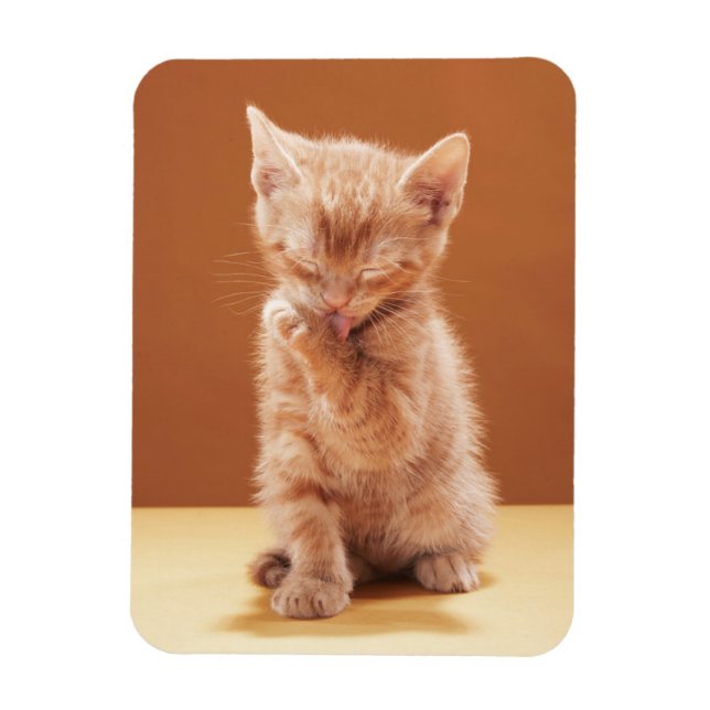 Cutest Baby Animals | Orange Tabby Kitten Magnet (Vertical)