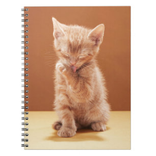 Cutest Baby Animals Orange Tabby Kitten Notebook