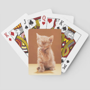 Cutest Baby Animals   Orange Tabby Kitten Playing Cards