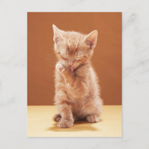 Cutest Baby Animals   Orange Tabby Kitten Postcard
