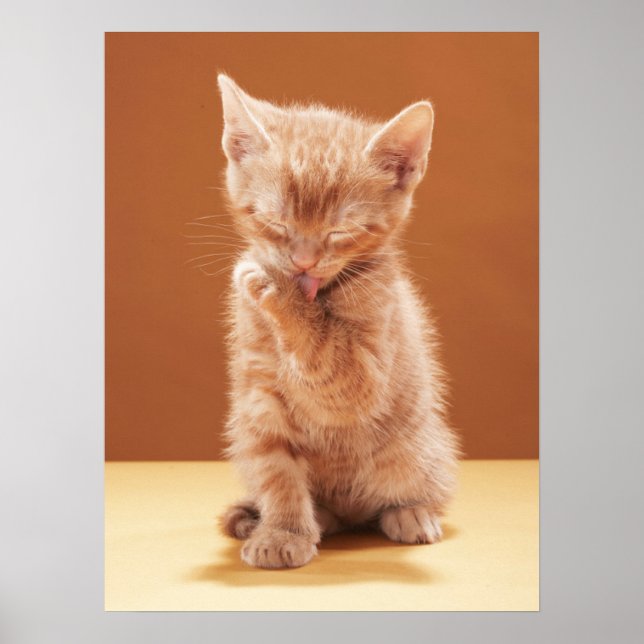 Cutest Baby Animals | Orange Tabby Kitten Poster (Front)