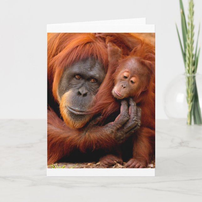 Cutest Baby Animals | Orangutan Mum & Baby Card (Front)
