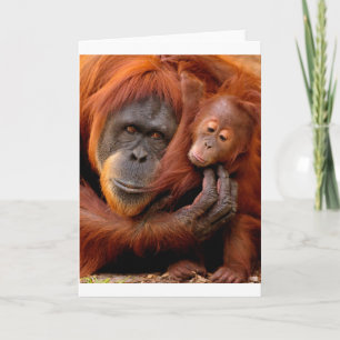 Cutest Baby Animals   Orangutan Mum & Baby Card