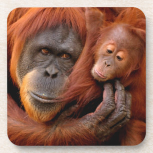 Cutest Baby Animals Orangutan Mum & Baby Coaster