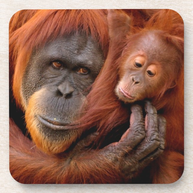 Cutest Baby Animals | Orangutan Mum & Baby Coaster (Front)