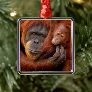 Cutest Baby Animals Orangutan Mum & Baby Metal Ornament