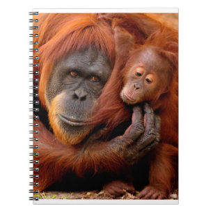 Cutest Baby Animals   Orangutan Mum & Baby Notebook