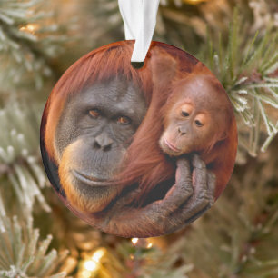 Cutest Baby Animals Orangutan Mum & Baby Ornament