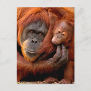 Cutest Baby Animals   Orangutan Mum & Baby Postcard