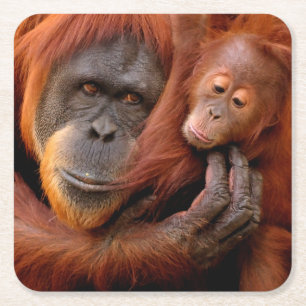 Cutest Baby Animals Orangutan Mum & Baby Square Paper Coaster