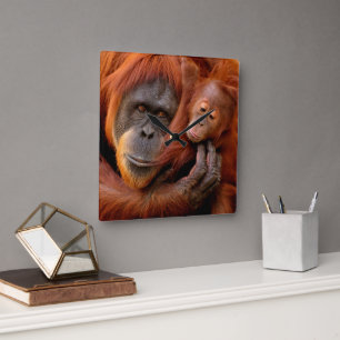 Cutest Baby Animals Orangutan Mum & Baby Square Wall Clock