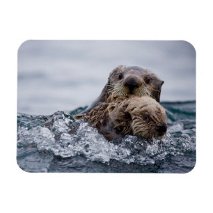 Cutest Baby Animals   Otter Baby & Mother Magnet