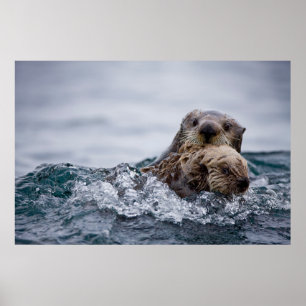 Cutest Baby Animals   Otter Baby & Mother Poster