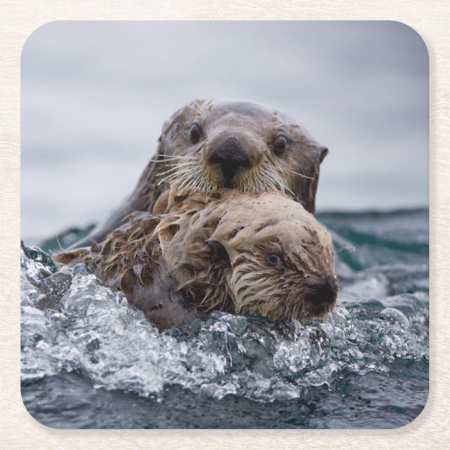 Cutest Baby Animals | Otter Baby & Mother Square Paper Coaster (Front)