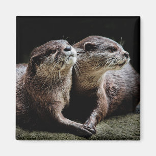 Cutest Baby Animals   Otters Holding Hands Magnet
