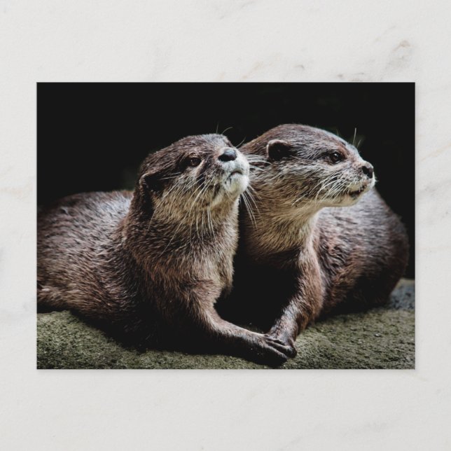 Cutest Baby Animals | Otters Holding Hands Postcard (Front)