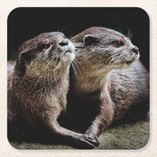 Cutest Baby Animals   Otters Holding Hands Square Paper Coaster