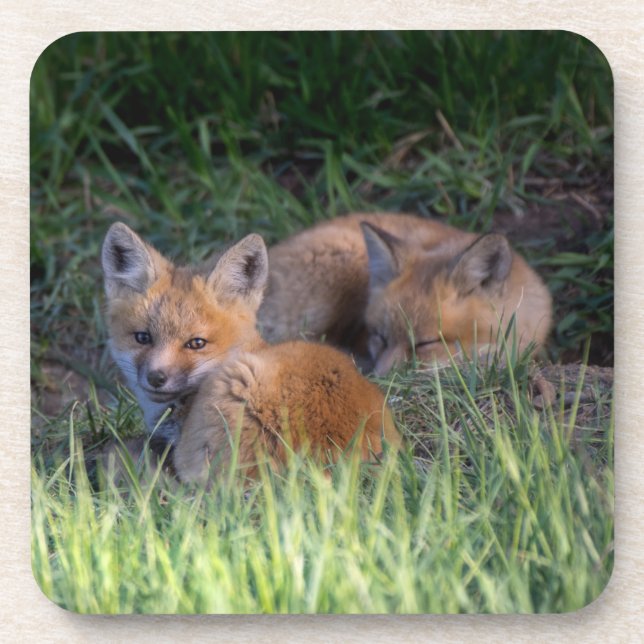 Cutest Baby Animals | Pair of Red Fox Kit Siblings Coaster (Front)