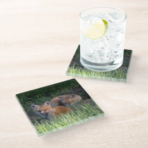 Cutest Baby Animals Pair of Red Fox Kit Siblings Glass Coaster