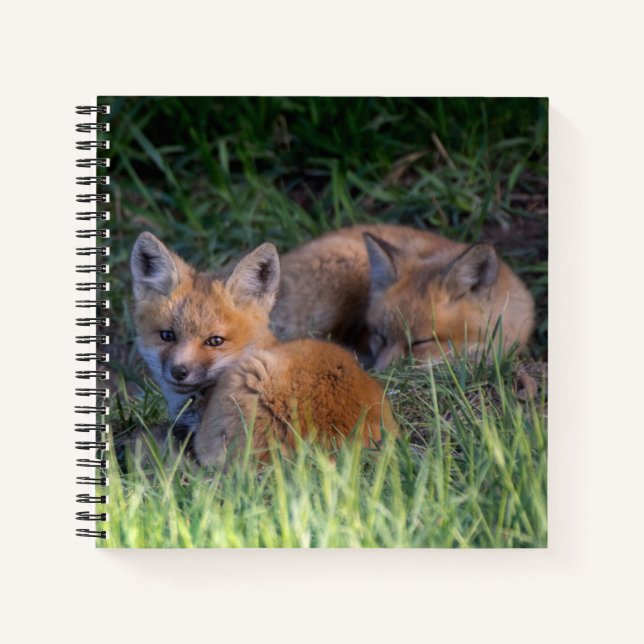 Cutest Baby Animals | Pair of Red Fox Kit Siblings Notebook (Front)