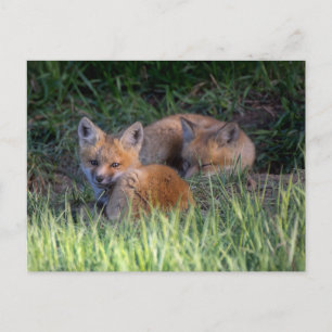 Cutest Baby Animals Pair of Red Fox Kit Siblings Postcard