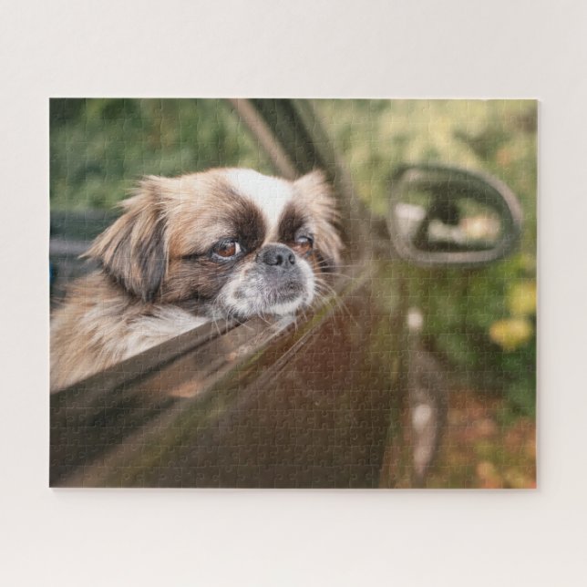 Cutest Baby Animals | Pekingese Puppy in Car Jigsaw Puzzle (Horizontal)