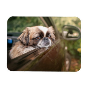 Cutest Baby Animals Pekingese Puppy in Car Magnet