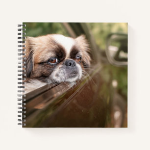 Cutest Baby Animals   Pekingese Puppy in Car Notebook