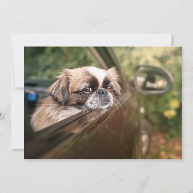 Cutest Baby Animals | Pekingese Puppy in Car Thank You Card (Front)