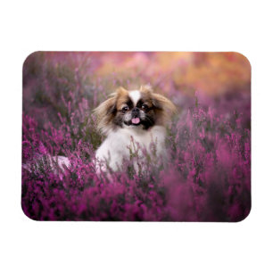 Cutest Baby Animals Pekingese Puppy Magnet
