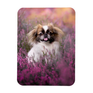 Cutest Baby Animals Pekingese Puppy Magnet