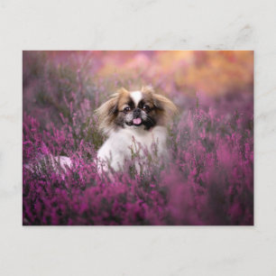Cutest Baby Animals   Pekingese Puppy Postcard