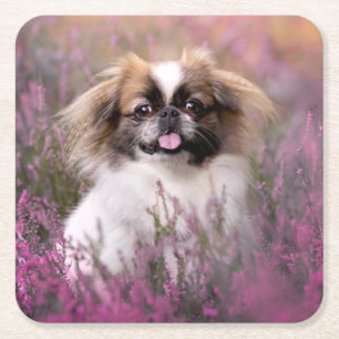 Cutest Baby Animals   Pekingese Puppy Square Paper Coaster