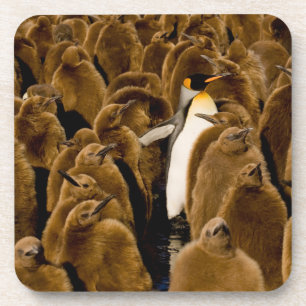 Cutest Baby Animals Penguin Among Youngsters Coaster