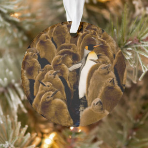 Cutest Baby Animals Penguin Among Youngsters Ornament