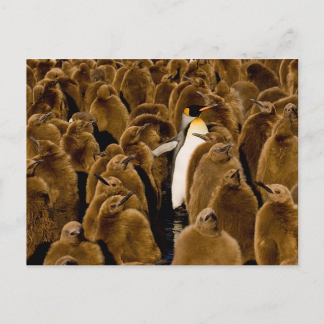 Cutest Baby Animals | Penguin Among Youngsters Postcard (Front)