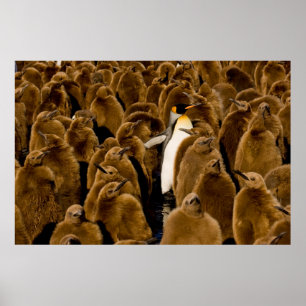 Cutest Baby Animals   Penguin Among Youngsters Poster