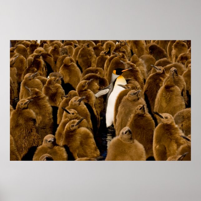 Cutest Baby Animals | Penguin Among Youngsters Poster (Front)
