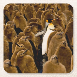 Cutest Baby Animals Penguin Among Youngsters Square Paper Coaster