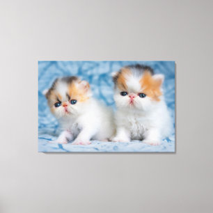 Cutest Baby Animals Persian Calico Kitten Canvas Print