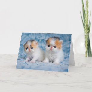 Cutest Baby Animals Persian Calico Kitten Card