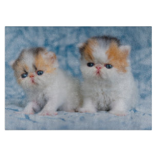 Cutest Baby Animals   Persian Calico Kitten Cutting Board