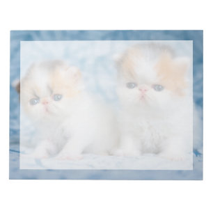 Cutest Baby Animals Persian Calico Kitten Notepad