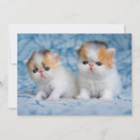 Cutest Baby Animals | Persian Calico Kitten