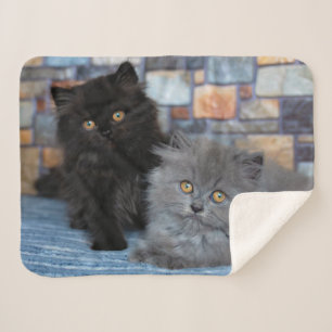 Cutest Baby Animals   Persian Kittens on Blanket