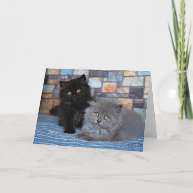 Cutest Baby Animals | Persian Kittens on Blanket Card (Front)