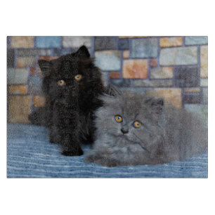 Cutest Baby Animals   Persian Kittens on Blanket Cutting Board