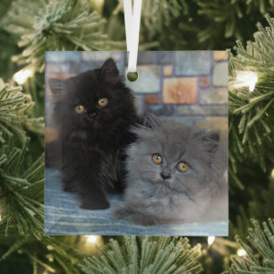 Cutest Baby Animals Persian Kittens on Blanket Glass Tree Decoration